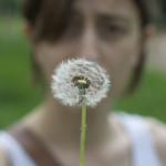 dandelion blow