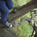 emo tree