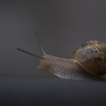 snail